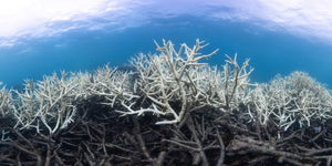The Great Barrier Reef Suffers a Third Mass Coral Bleaching Event in Five Years