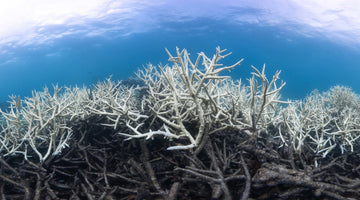 The Great Barrier Reef Suffers a Third Mass Coral Bleaching Event in Five Years
